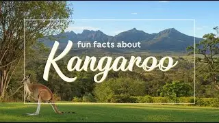Fun Facts About Kangaroos | Amazing Kangaroo Facts 🦘