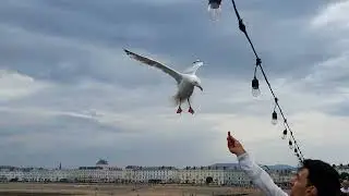 Do not feed the Steven seagulls