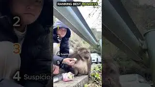 Top funniest monkeys on Earth (try not to laugh)