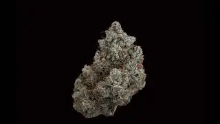 Kush Co OG