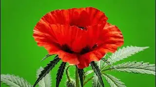 Intense Flower Green Screen Overlays: Dynamic Floral VFX & Free Downloads