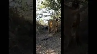 2 honey badger vs 3 lions&hellip; an even matchup 😂