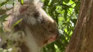 Koala Love