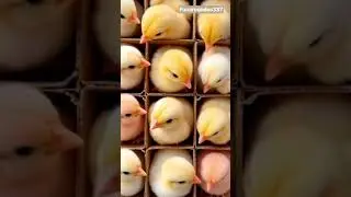 unboxing new chicks | #adorablechicks #funny #crazy #chuzy #chicks #tranding #babychicks