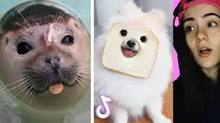 ANIMALS will Make your DAY 🦥🦩