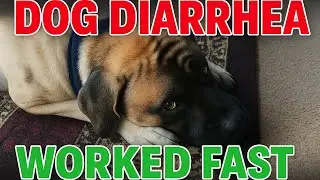 🤧Charlie Woke Up SICK | Homemade Dog Food for Diarrhea Relief ( Easy Recipe In the description) #dog