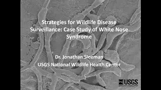 Strategies for Wildlife Disease Surveillance: Case Study of White-Nose Syndrome in Bats