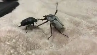 Mortal Kombat: Beetle v Beetle