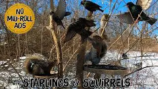 Video for Cats & Dogs to watch | Birds & Squirrels | Background Ambience for Wildlife/Nature Lovers