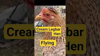 cream Legbar hen 😋 eating pizza crust 😆 🤣 #chicken #fyp  #freerangechickens