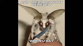 All moths are cute or are they😳