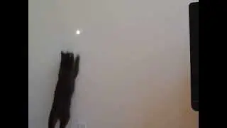Nikon P510 - Cat at 120 Fps