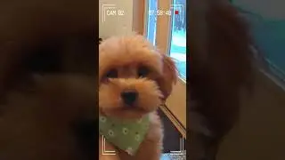 Cute Dog Trying To Open Package#fyp #cutedogs #cutecats