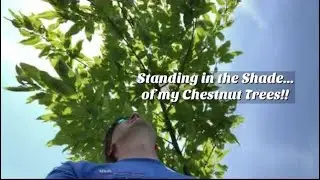 Standing in the Shade...of my Chestnut Trees!!