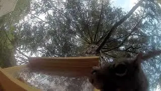 Nut Bar Squirrel Fail