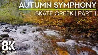 8HRS Autumn Forest River Ambience - Gentle Sounds of River & Birds Songs (8K UHD) - Part 1