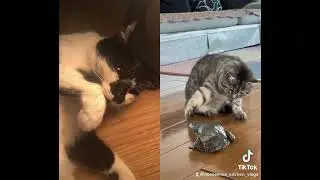 My cat got scared from a frog screaming 🤣