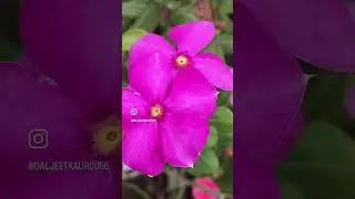 #beautythatheals #flowers