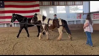 Wilson the Gypsy Vanner is being trained to drive; Lex the Percheron shows him how it&rsquo;s done!