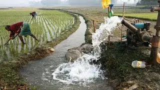Beautiful Village In Bangladesh | Village farmer working in paddy field |Beautiful village nature