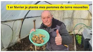 Au 1 er février  je plante  mes pommes de terre  en serre !