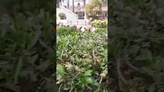 full vlog mayapur #vlogvideo2025 #videovlogger #videovirel #vlogvideos #draining vlog#virelshort