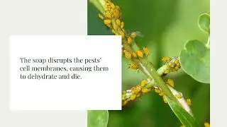 Natural Pest Control for Houseplants: Keeping Indoor Greenery Bug-Free