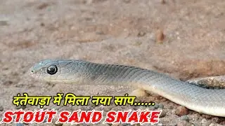 नई खोज। STOUT SAND SNAKE।। Indian snake। BIODIVERSITY। BASTAR।