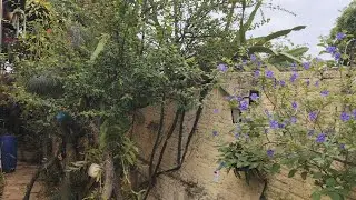 Esse JARDIM  ENCANTA na simplicidade de cores/&eacute; muitas PLANTAS no QUINTAL.