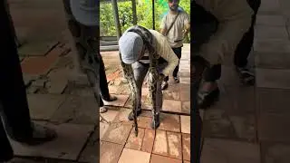 Brave Man Casually Handles Giant Python Snake &ndash; Unbelievable Calm Reaction Caught on Camera!