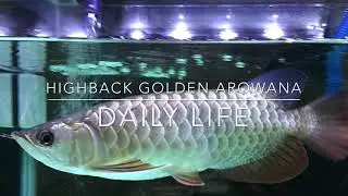 Malaysian Highback Golden Arowana