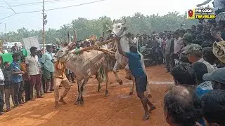 Vadisaleru Junior Bulls Race | Traditional Ox Race Competition | 533294