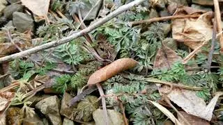 Edible Wild Plants Growing in the Winter