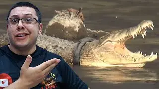 Grana fácil, governo oferece recompensa para quem retirar um pneu de um crocodilo!!!