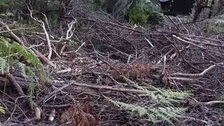 EZ50 Swinging Flail Mulcher