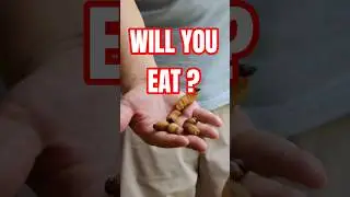 Kid's Hilarious Reaction to Sago Grub Feast in Sabah! 😱🤣