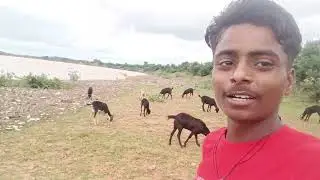 Kutani dem khajuraho mp