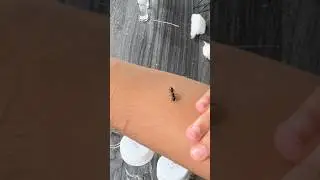 I almost drowned my queen ant🤯🤯