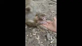The Surprising Secret Life of Monkeys (Funny Animal)
