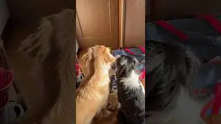 ママの実家へ向かう日のテオとルナ#ボーダーコリー #ゴールデンレトリバー #大型犬のいる生活