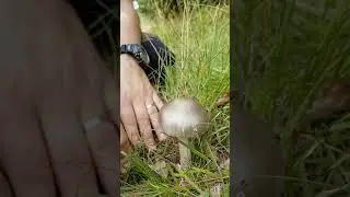 Svamp för alla - Hur vi artbestämmer svamp