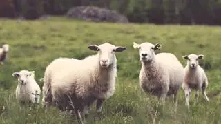 20 Minutes of Natural Sheep, Rain and Birds Sounds for Meditation, Relaxation, Sleep, Chill and Yoga