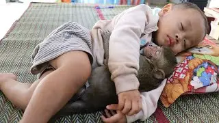 Baby Monkey Nona Falls Asleep With Brother | Lovely Sleeping Hug           #28