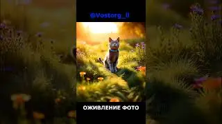 Котик мотоциклист Cat #shorts #cat #story #animation