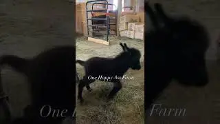 Amari and those baby kicks! #shorts #onehappyassfarm #amari #animals #entertainment #goodmorning