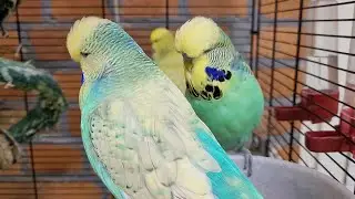 7 hours of budgie sounds for relaxation