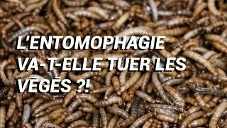 La consommation d'insectes va-t-elle remplacer le v&eacute;g&eacute;tarisme ?
