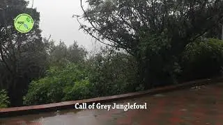 Call of Grey Junglefowl, Ooty
