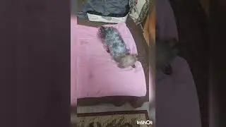 Счастливый ЙОРК - спокойная ХОЗЯЙКА))) #mydog