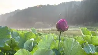 Japanese lotus pond